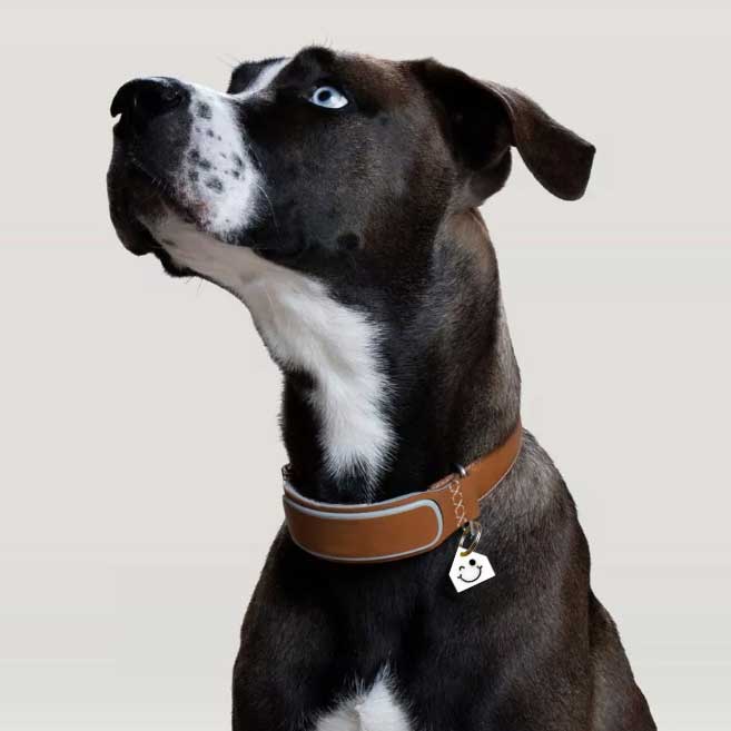 Chapas personalizadas para Mascotas - MODELO CASA