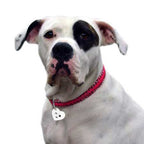 Chapas personalizadas para Mascotas - MODELO CORAZÓN