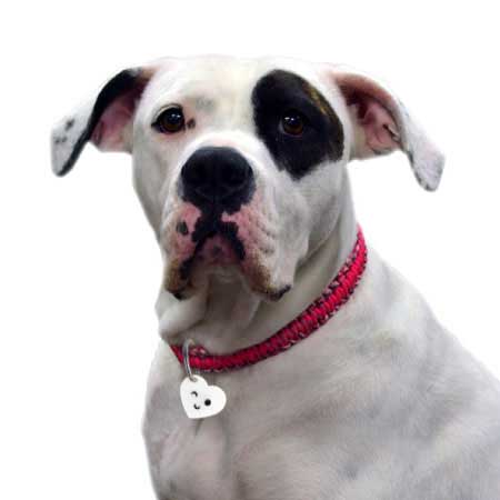 Chapas personalizadas para Mascotas - MODELO CORAZÓN