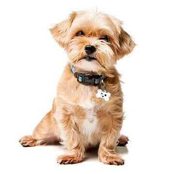 Chapas personalizadas para Mascotas - MODELO HUESO