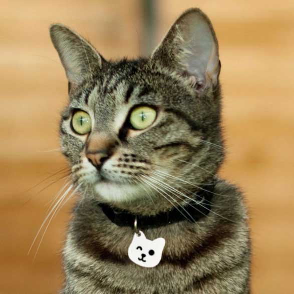 Chapas personalizadas para Mascotas - MODELO GATO