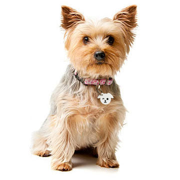 Chapas personalizadas para Mascotas - MODELO PERRO